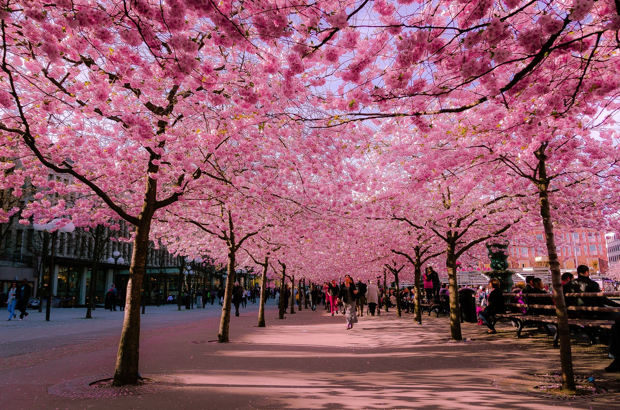 Аллея Сакуры в Японии цветение